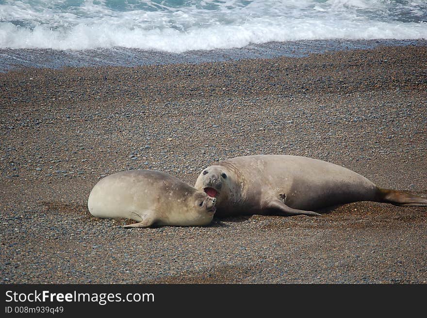 Sea-Lions´Play