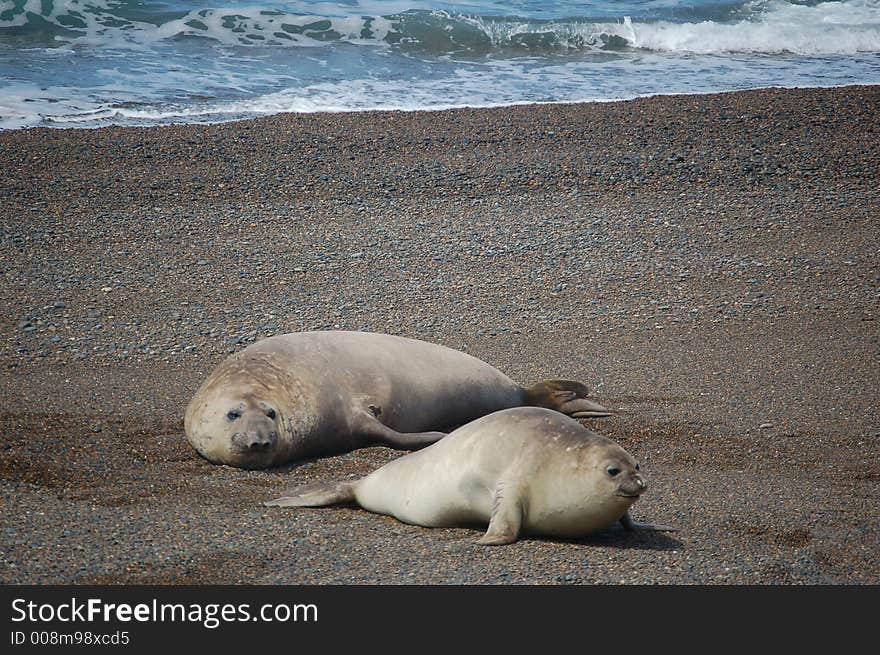 Sea-Lions´ Play