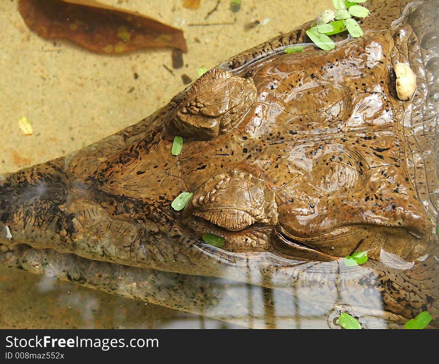 Julong Crocodile