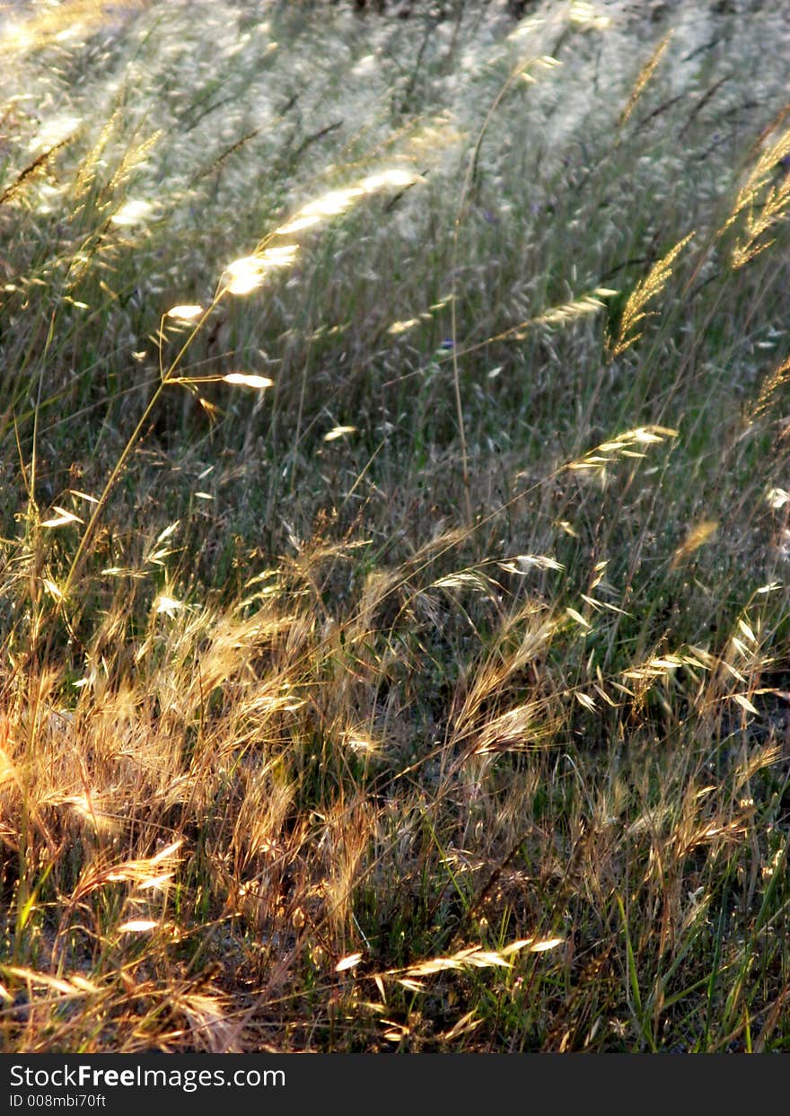 Portrait photograph of weeds at sunset