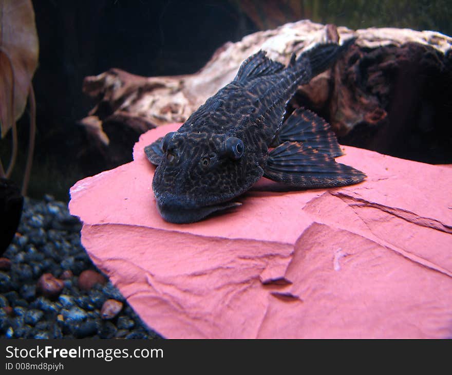 Large suckermouth catfish on top of a slate rock. Large suckermouth catfish on top of a slate rock