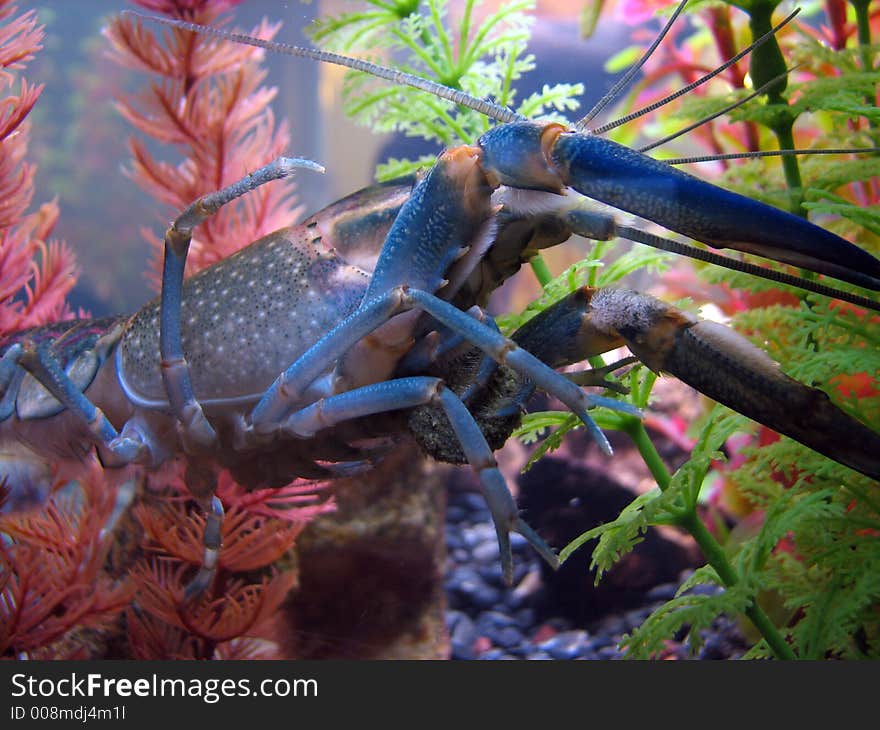 Blue Crayfish