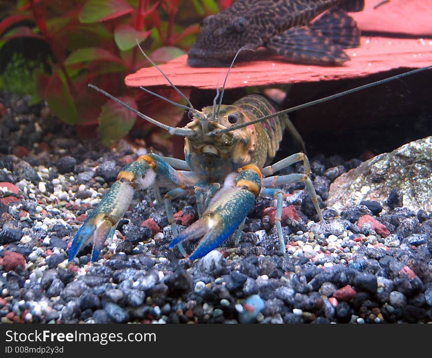 Blue Crayfish