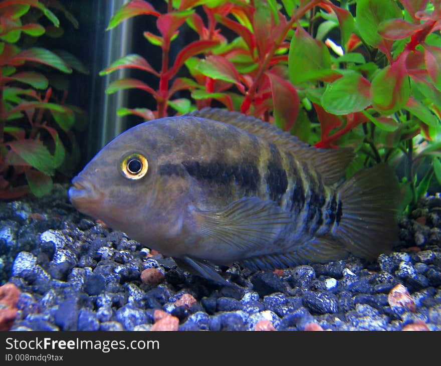 Rainbow Cichlid