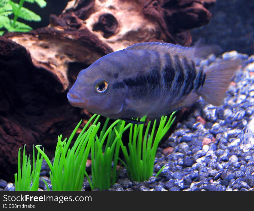 Rainbow Cichlid