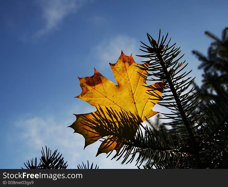 Colorful autumn maple leaves on blue. Colorful autumn maple leaves on blue