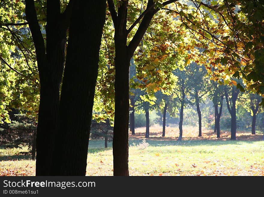 Tree and leaves in the autumn park