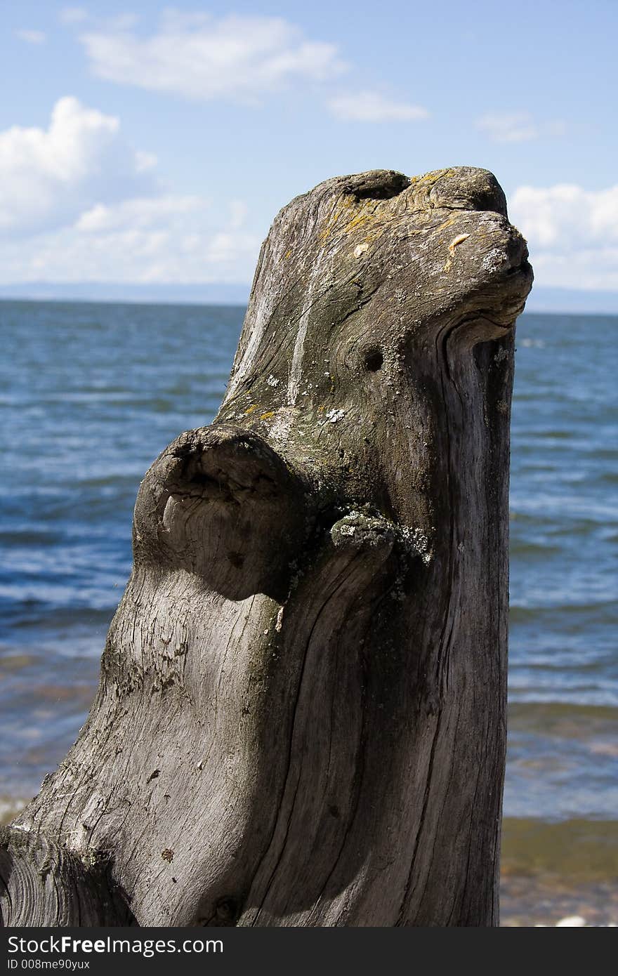 Nature sculpture of dead-wood on Baikal lakeside