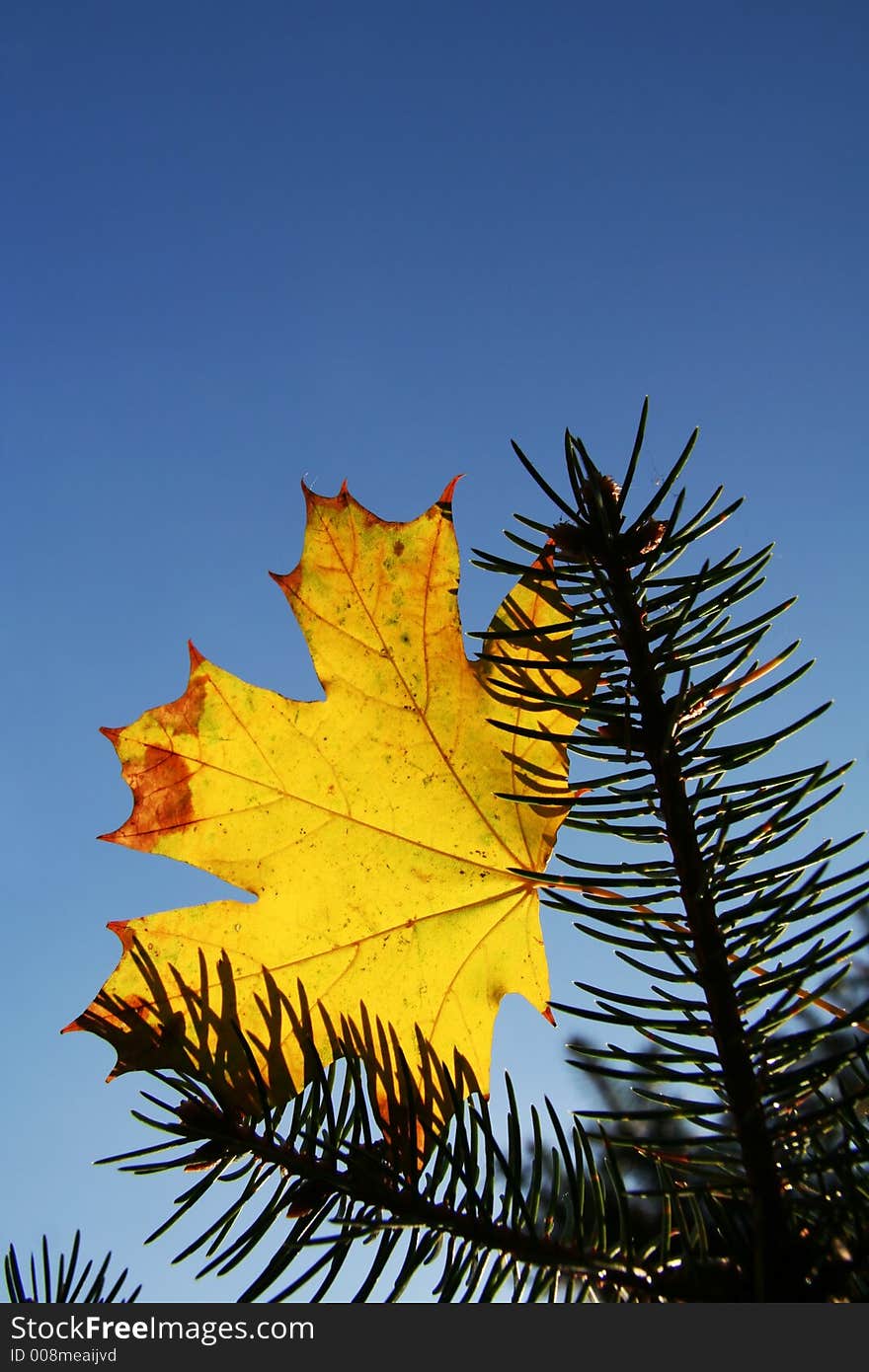 Yellow autumn leaves on the pine. Yellow autumn leaves on the pine