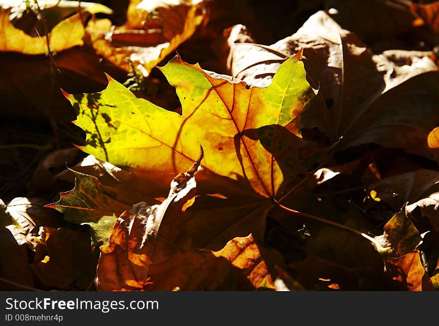 Bright orange maple leaves for autumn