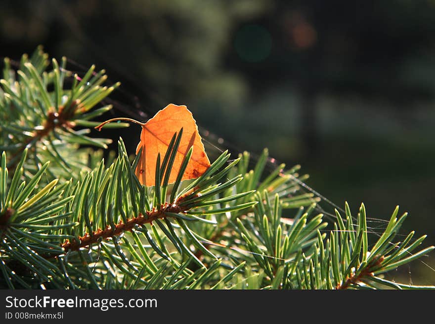 Orange birch leaves on the pine. Orange birch leaves on the pine