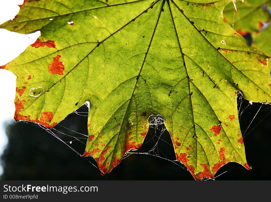 Colorful autumn leaves maple in park. Colorful autumn leaves maple in park