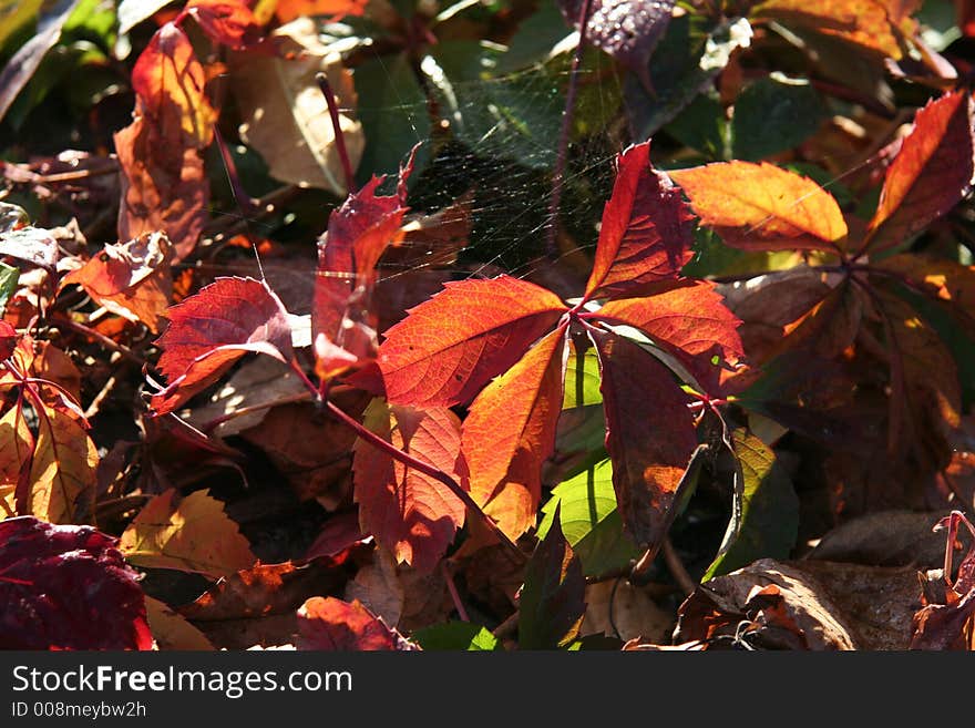 Red leaves for autumn on the land. Red leaves for autumn on the land