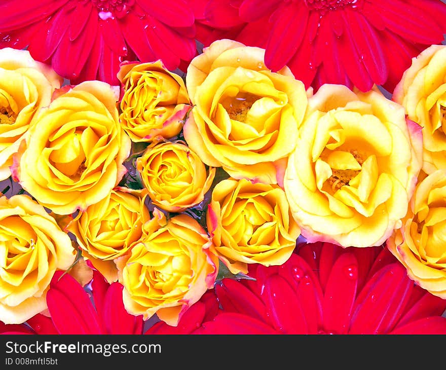 Pattern of red gerbera daisy and yellow rose. Pattern of red gerbera daisy and yellow rose