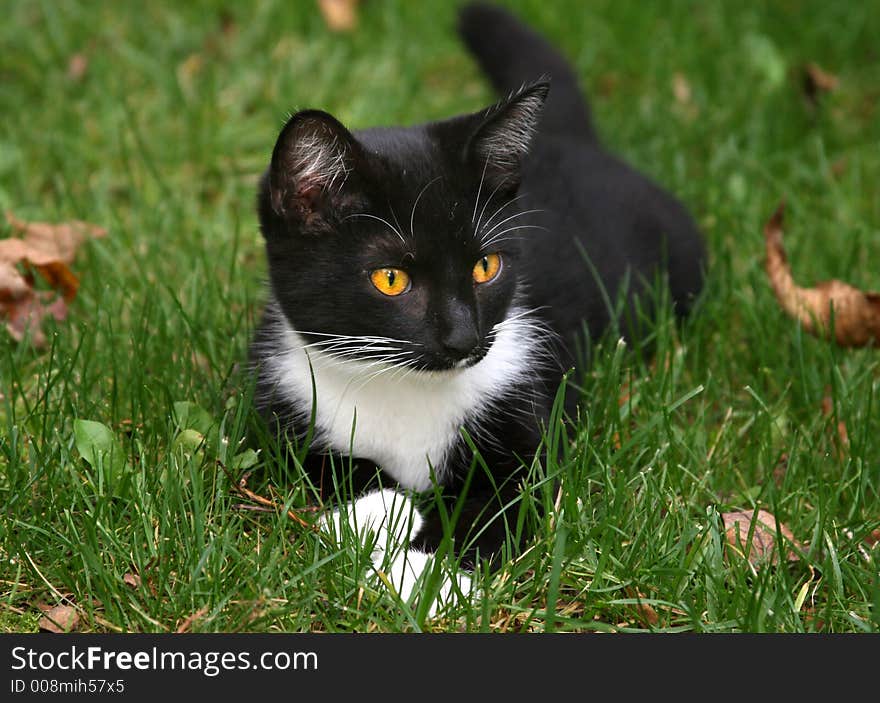 Black And White Cat With Brigh