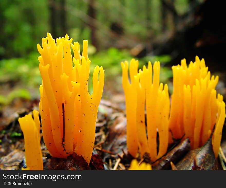 Wild mushrooms close-up