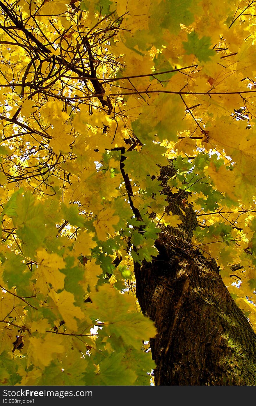 Autumn tree with coloured leaves