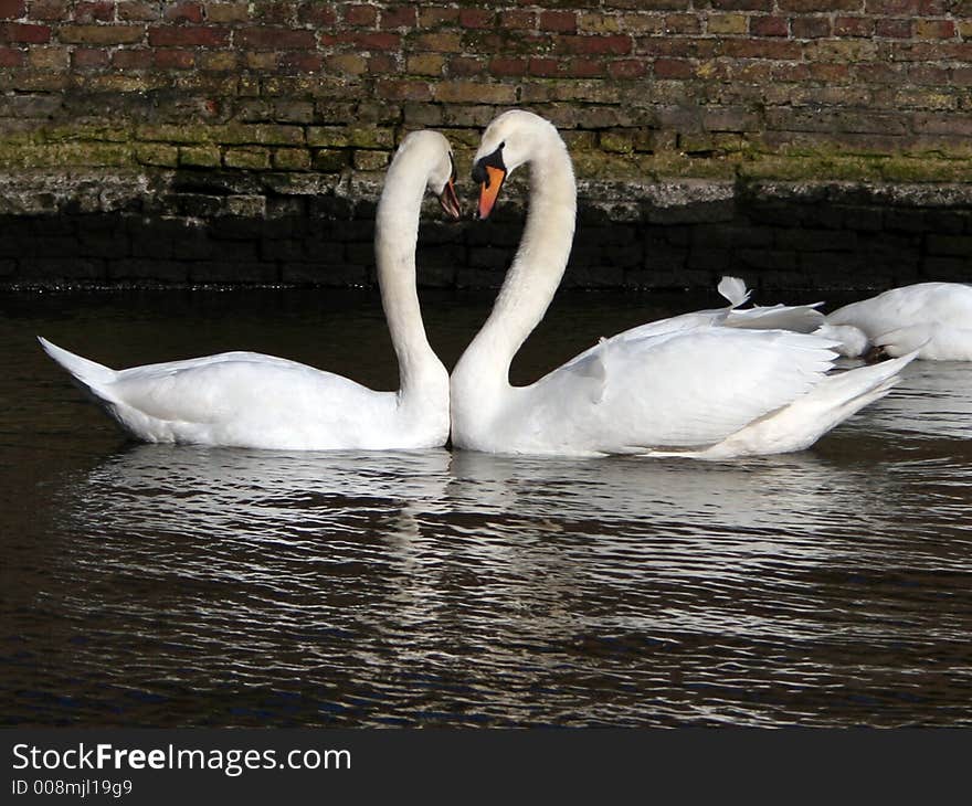 Kissing Swans