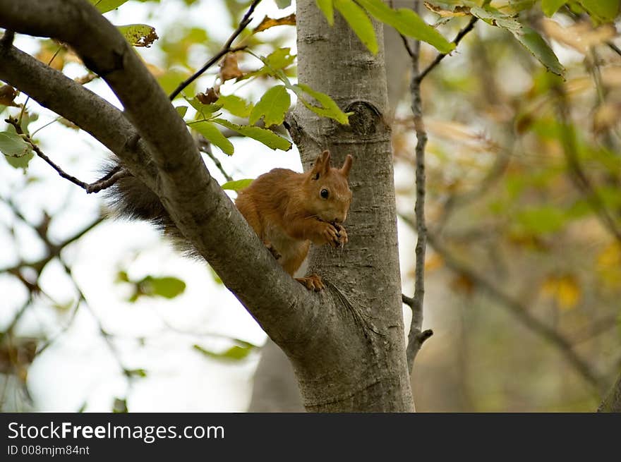 squirrel in a garden to prepare for winter