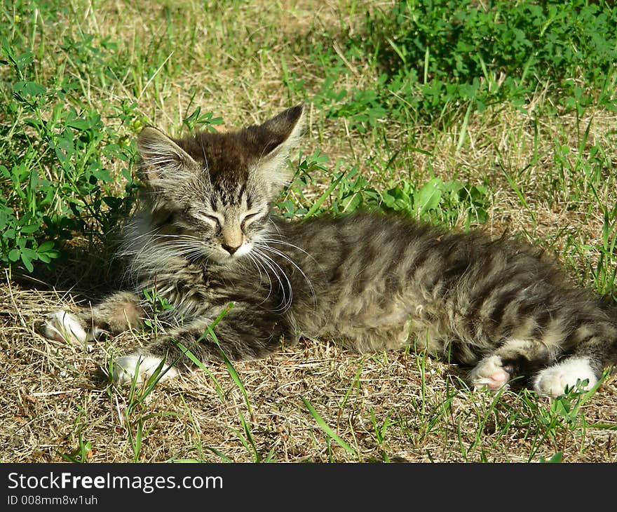 Kiteen lies in a grass at warm summer sun. Kiteen lies in a grass at warm summer sun