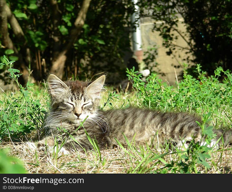 Whiskered kitten lies in a grass on warm summer day