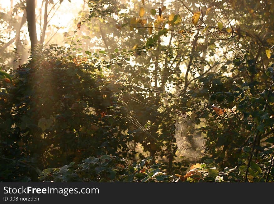 As the sun rises near the Mississippi River, the fog drifts through the trees on the banks.  This elaborate web caught my eye. As the sun rises near the Mississippi River, the fog drifts through the trees on the banks.  This elaborate web caught my eye.