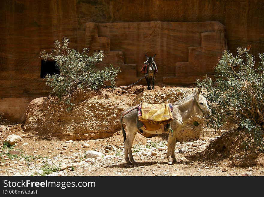 Donkeys used as carriers in desert. Donkeys used as carriers in desert