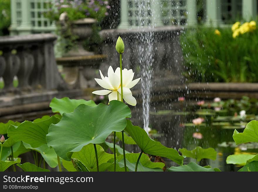 Lilly Pond