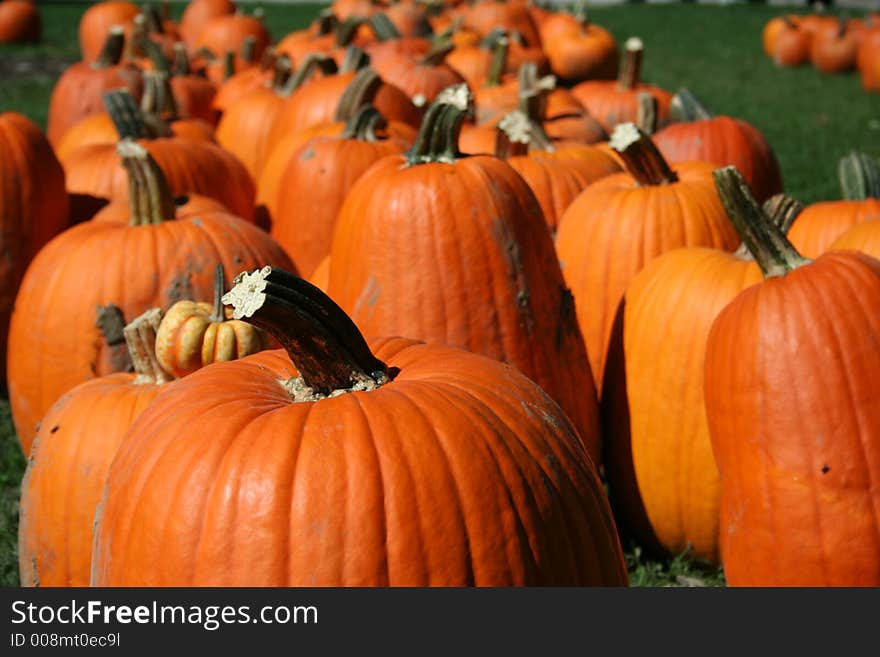 Pumpkin In Patch