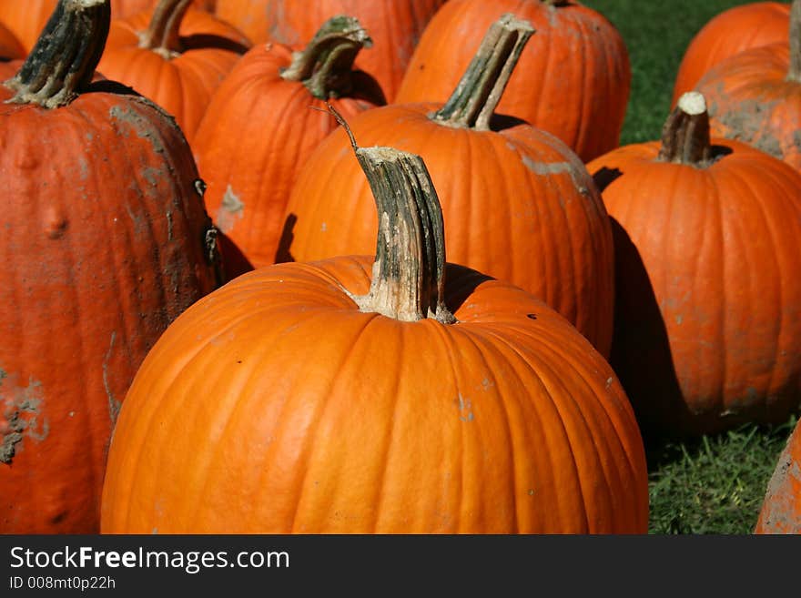 Pumpkin In Patch