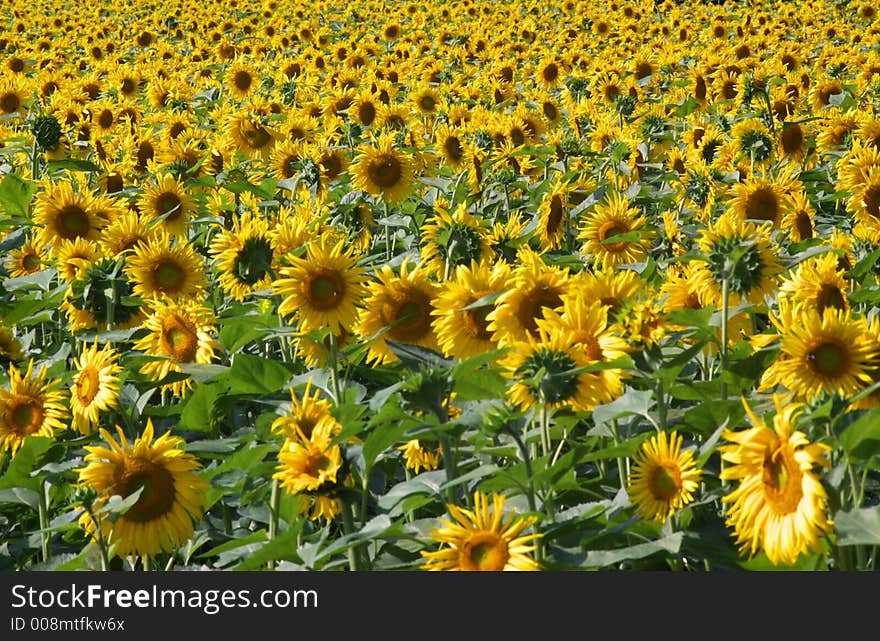 Many sunflowers in blossom