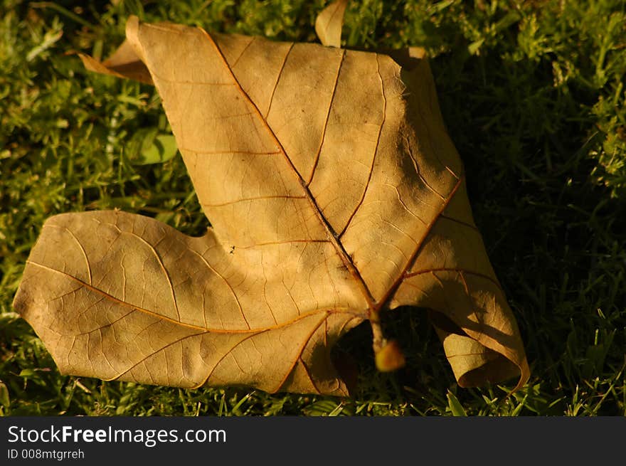 Fallen Leaf on the Grass