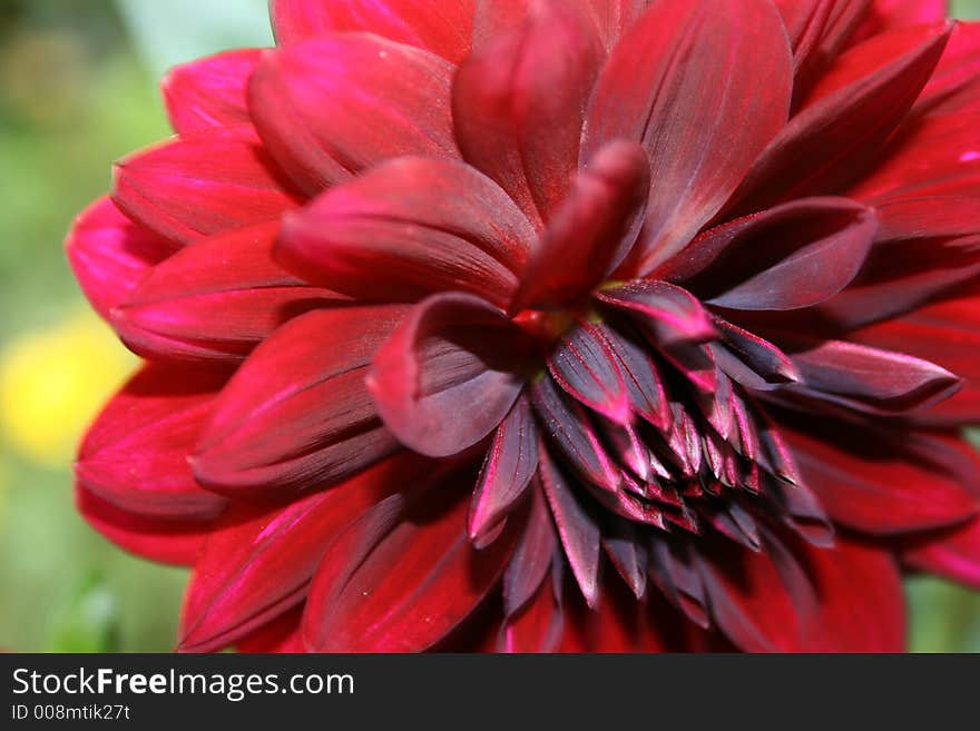 Dark red dahlia