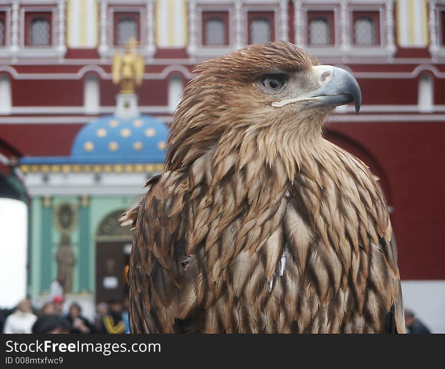 Falcon on red the areas (Moscow)