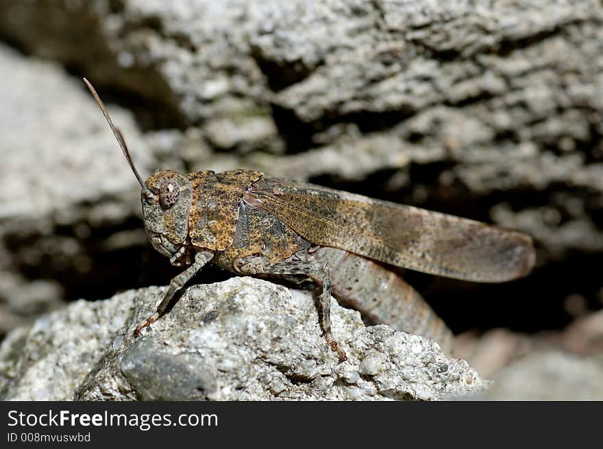 A red-winged grasshopper lost in jurassic park. A red-winged grasshopper lost in jurassic park