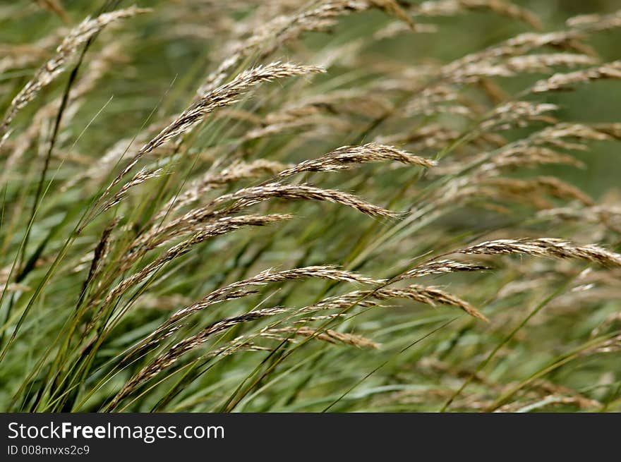 Close up of grass combed by wind. Close up of grass combed by wind