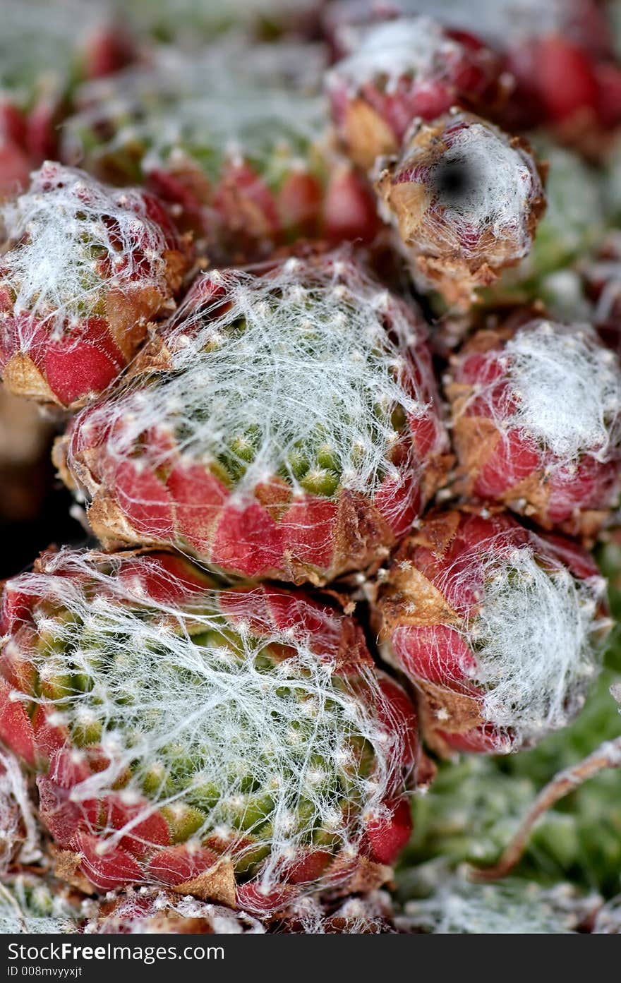 The common name Hen and chicks is applied to some Jovibarba . The common name Hen and chicks is applied to some Jovibarba .