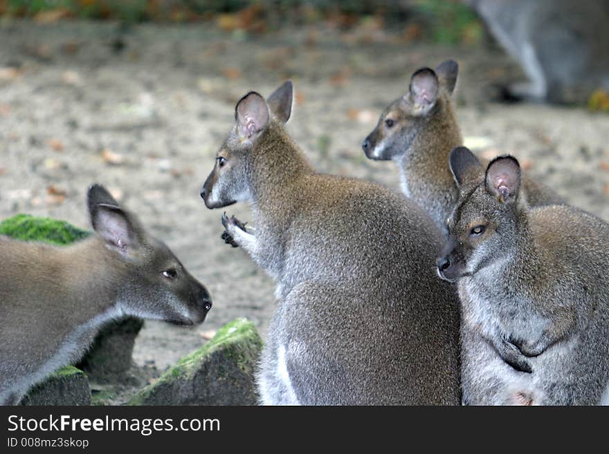 Red-necked wallabies are named for the reddish fur on their napes and shoulders. Red-necked wallabies are named for the reddish fur on their napes and shoulders.