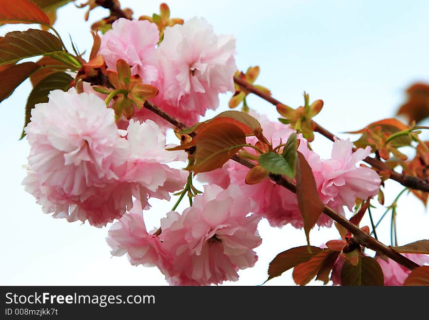 Branches of Pink