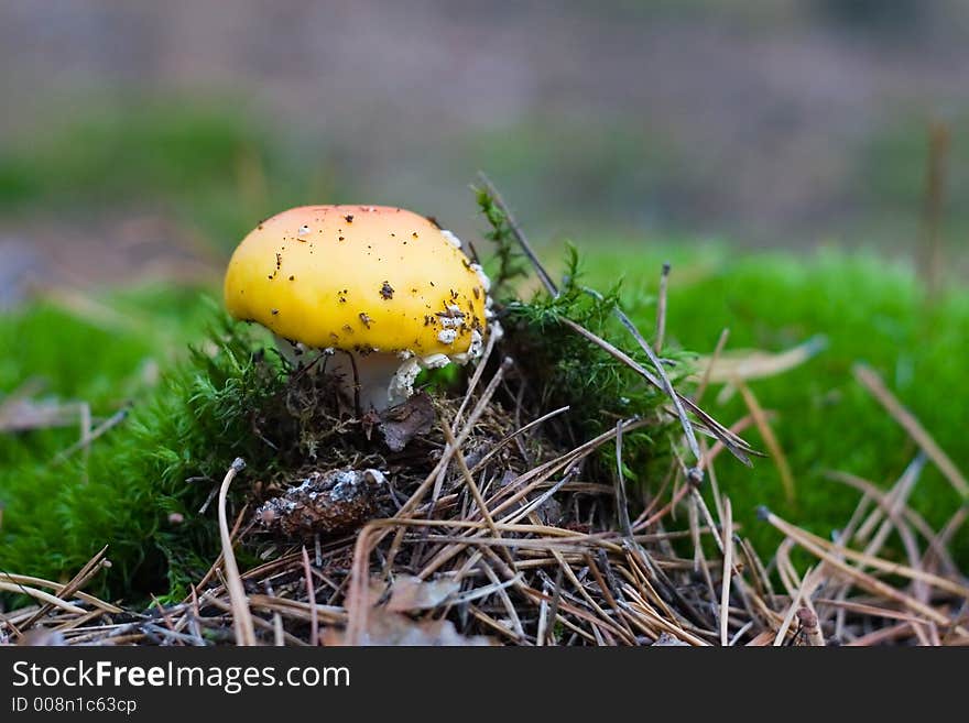 Mushroom which pierced forest leaves cover. Mushroom which pierced forest leaves cover