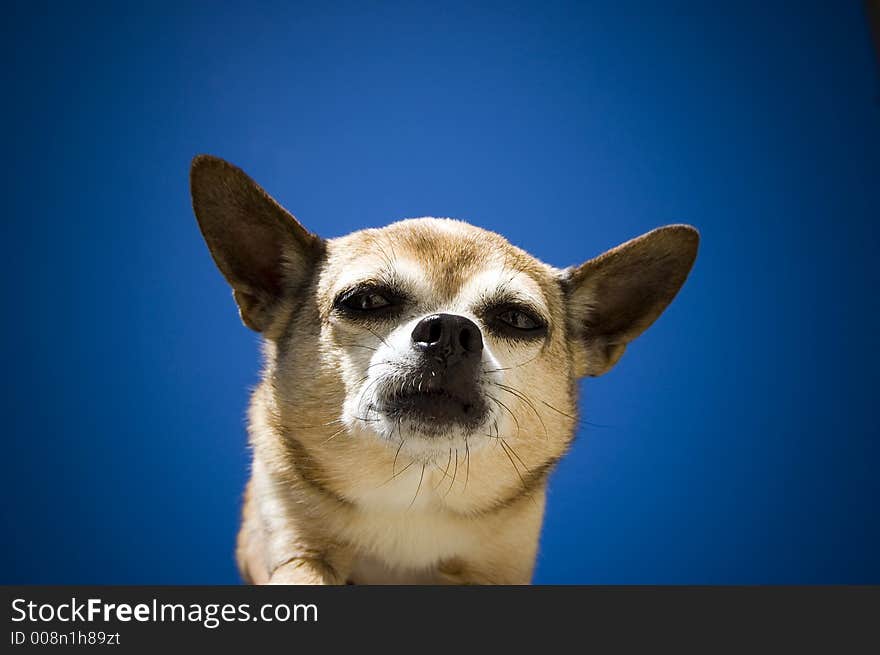 Casual dog under blue sky. Casual dog under blue sky