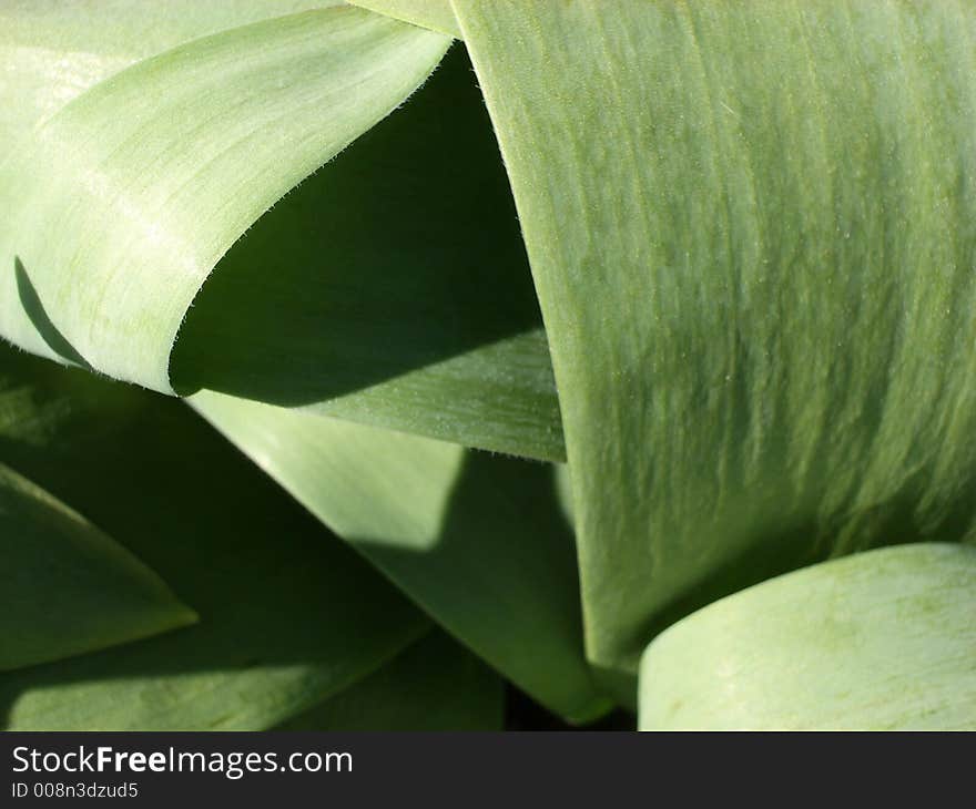 Flat Green Leaves 3