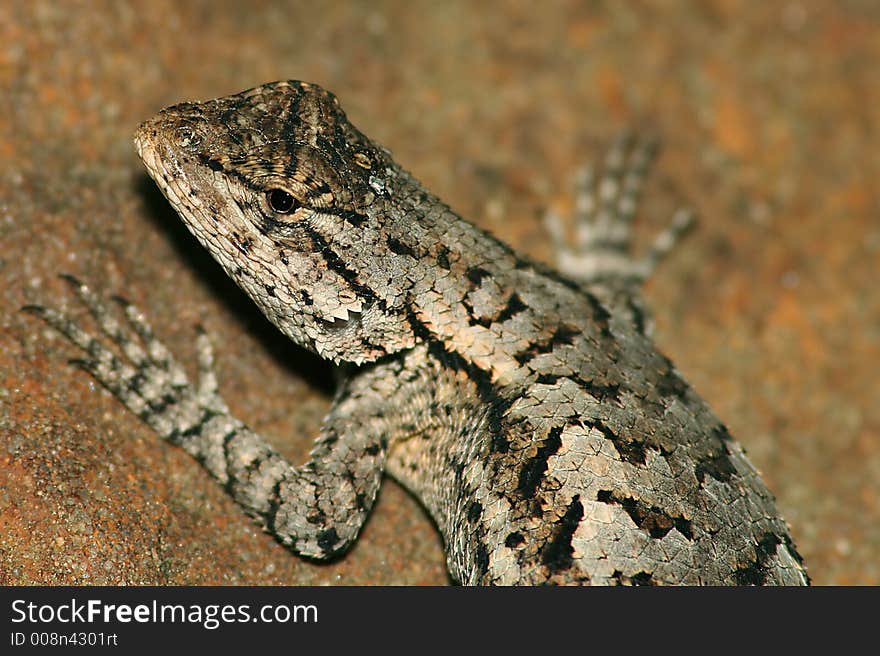 Close-up macro of an eastern fence lizard.