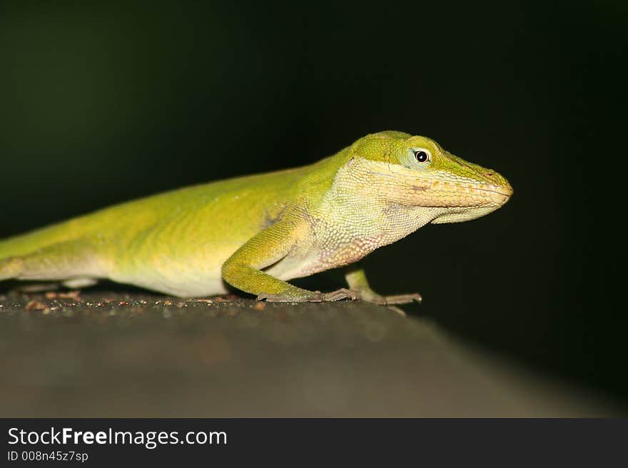 Anole portrait