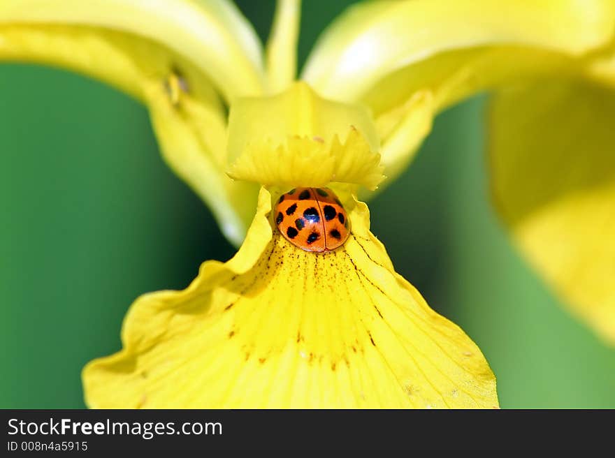 A ladybug hiding in an iris.