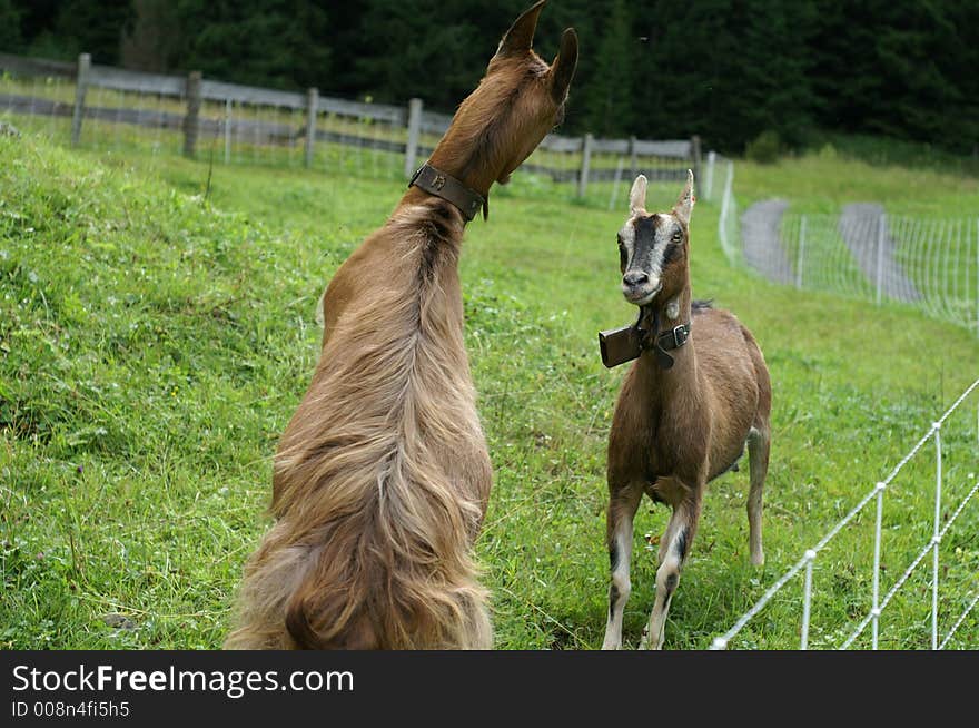 Two goats fighting each other. Two goats fighting each other