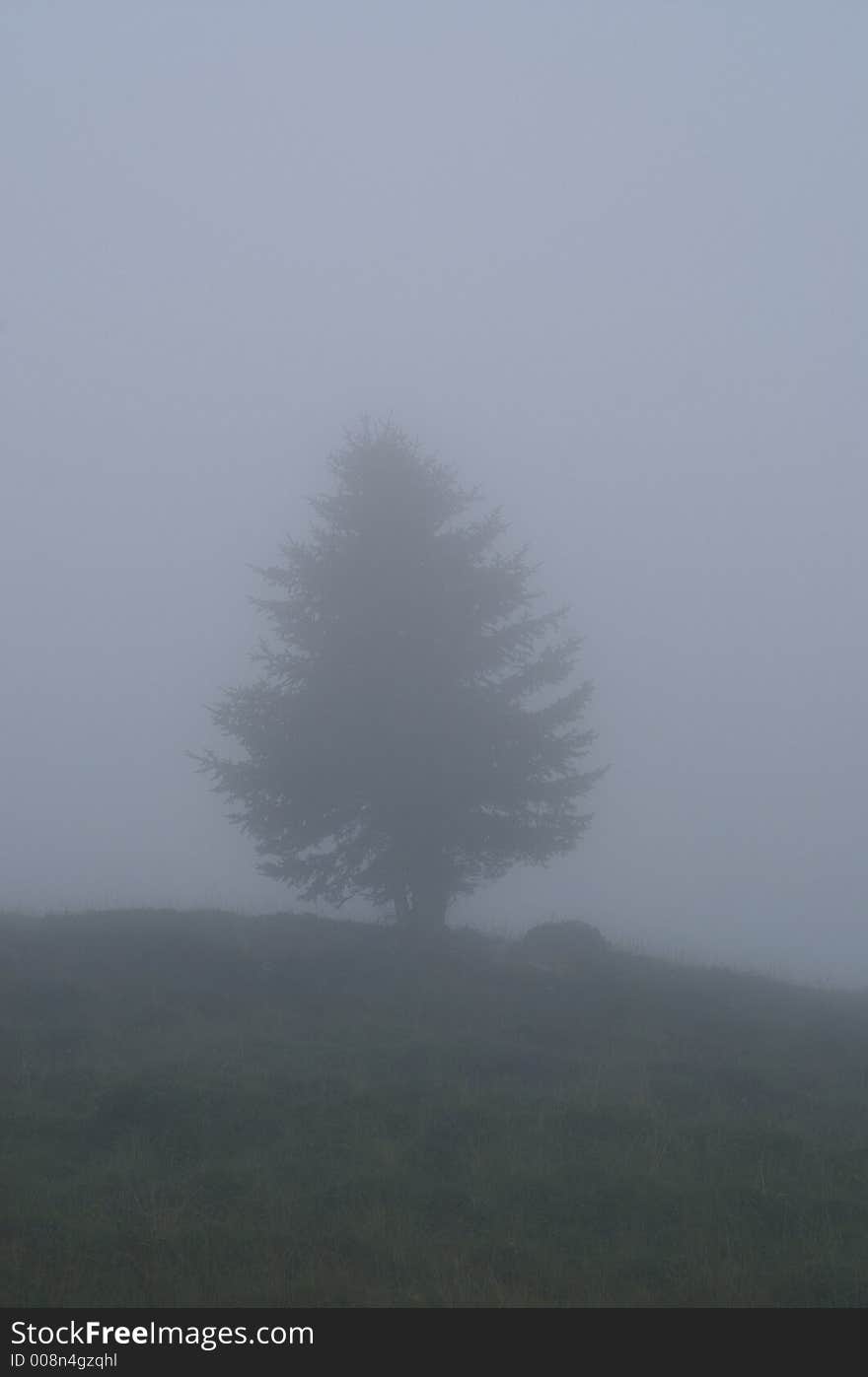 Foggy tree