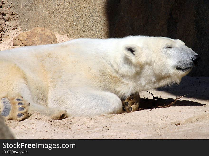 Sleepy polar bear