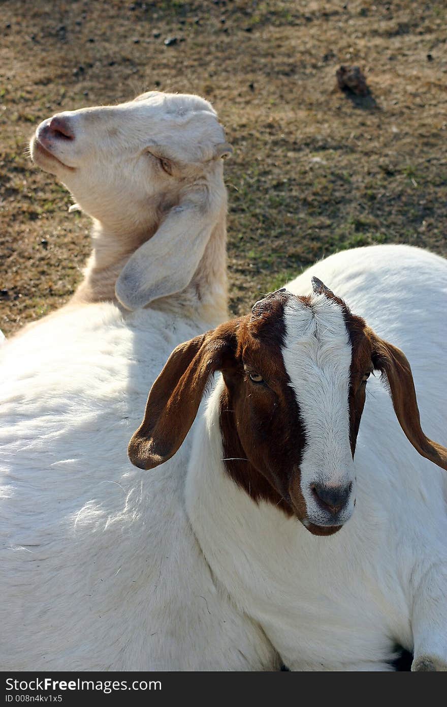 Two goats cuddled up and looking happy. Two goats cuddled up and looking happy