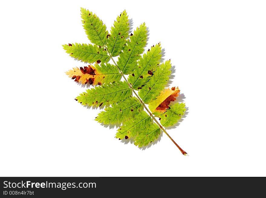 Autumn leaf isolated on white